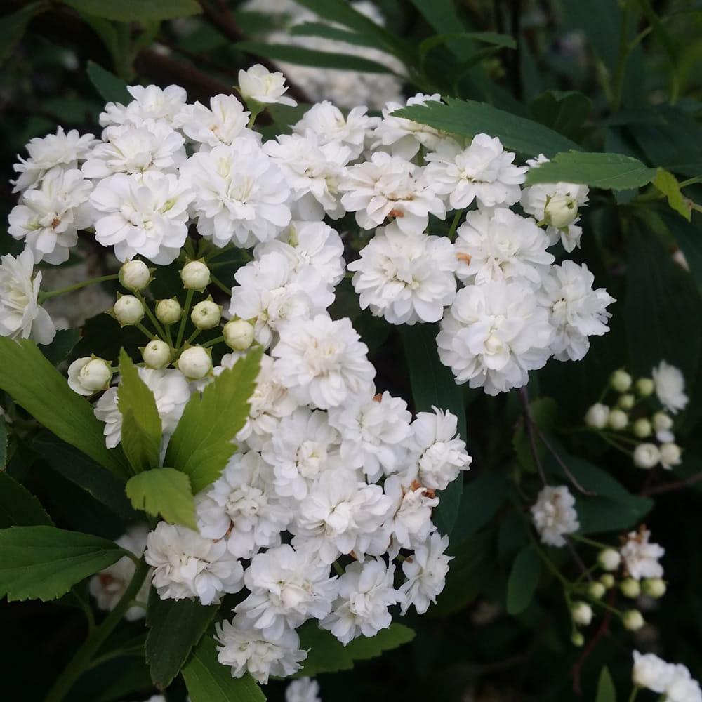 Spiraea cantoniensis 'Lanceata' ~ Double Reeve's Spirea-ServeScape