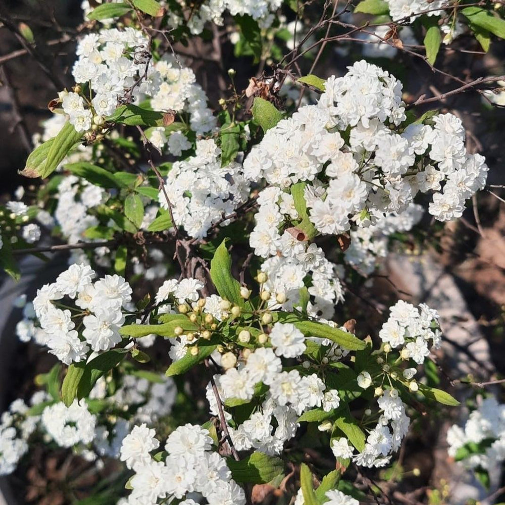 Spiraea cantoniensis 'Lanceata' ~ Double Reeve's Spirea-ServeScape