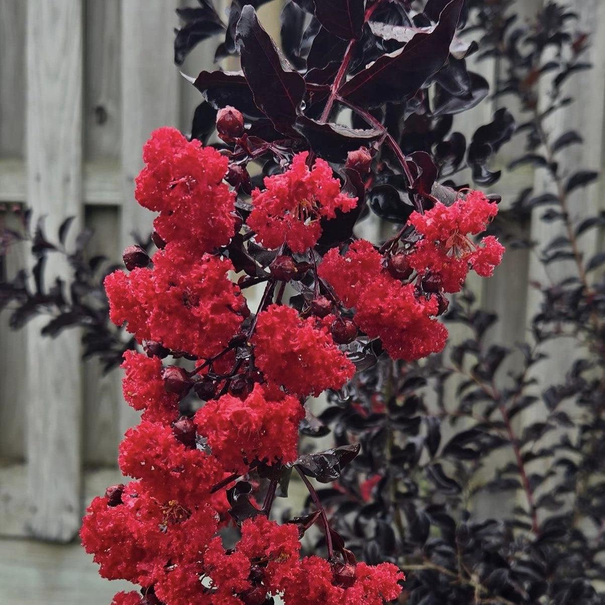 Lagerstroemia 'Best Red' ~ Black Diamond® Best Red™ Crape Myrtle-ServeScape