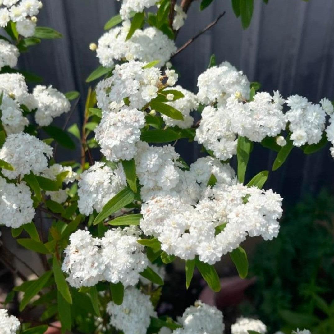 Spiraea cantoniensis 'Lanceata' ~ Double Reeve's Spirea-ServeScape