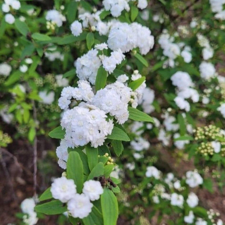 Spiraea cantoniensis 'Lanceata' ~ Double Reeve's Spirea-ServeScape