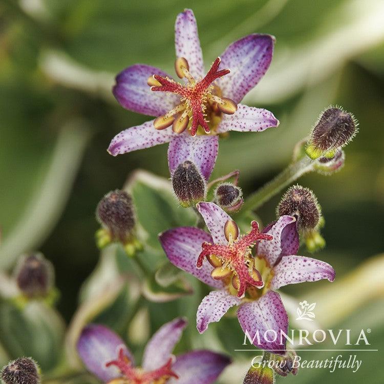 Tricyrtis formosana 'Kristen' ~ Monrovia® Ninja Star Toad Lily-ServeScape