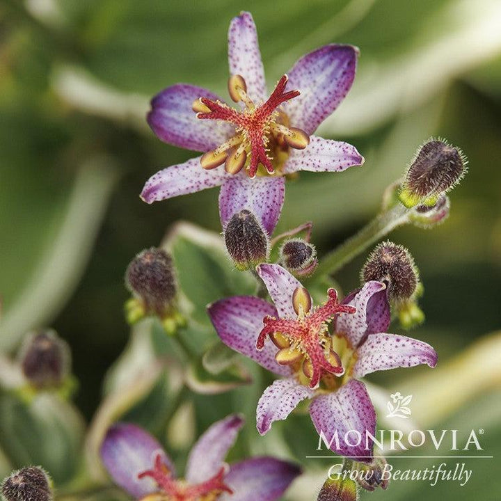 Tricyrtis formosana 'Kristen' ~ Monrovia® Ninja Star Toad Lily-ServeScape