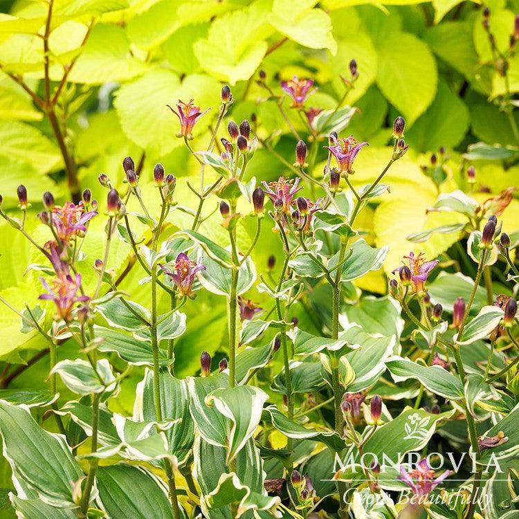 Tricyrtis formosana 'Kristen' ~ Monrovia® Ninja Star Toad Lily-ServeScape