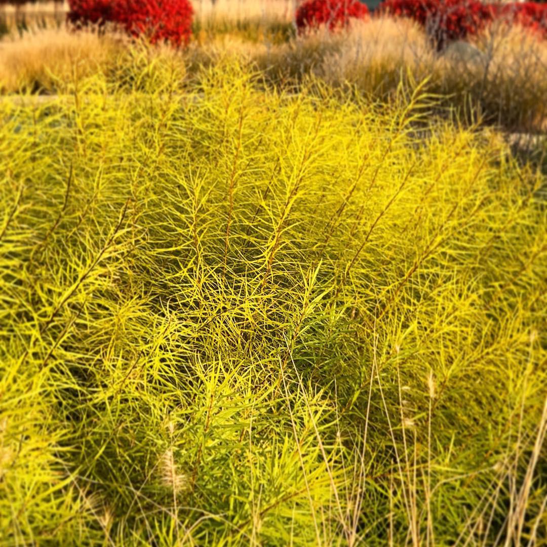 Amsonia x 'Butterscotch' ~ Butterscotch Blue Star-ServeScape