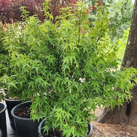 Acer palmatum 'Lima Gold' ~ Lima Gold Japanese Maple-ServeScape