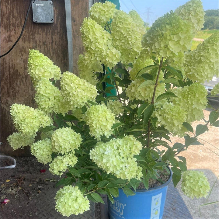 Hydrangea paniculata 'HYLV17522' ~ Dragon Baby™ Hydrangea-ServeScape