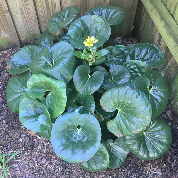 tractor seat plant seeds Ligularia 'Tractor Seat' ~ Tractor Seat Leopard Plant – ServeScape