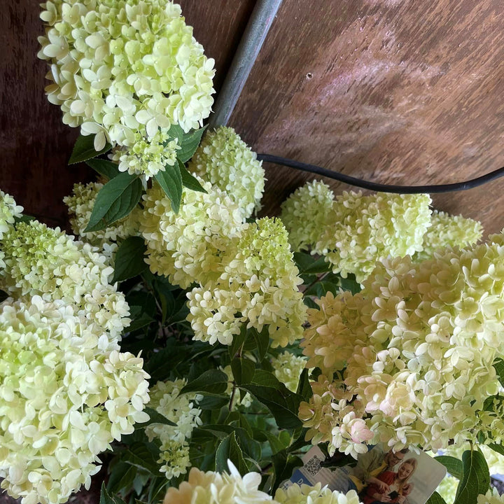 Hydrangea paniculata 'HYLV17522' ~ Dragon Baby™ Hydrangea-ServeScape