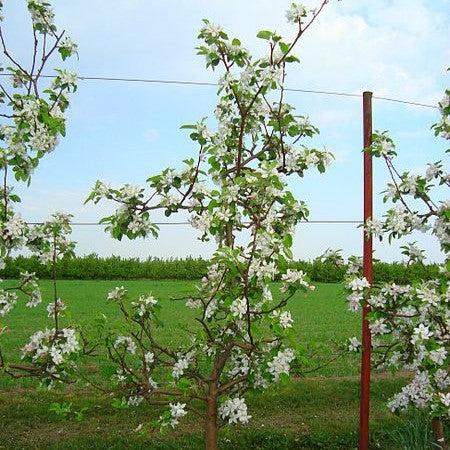 Malus domestica 'Jonagold' ~ Jonagold Apple-ServeScape