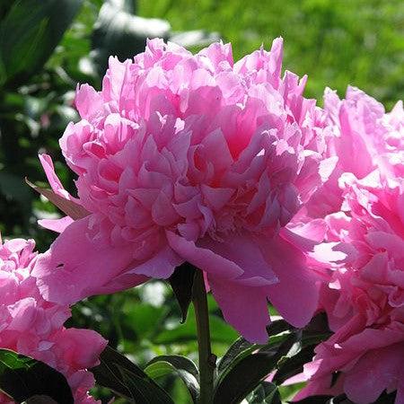 Paeonia lactiflora 'Monsieur Jules Elie' ~ Monsieur Jules Elie Peony-ServeScape