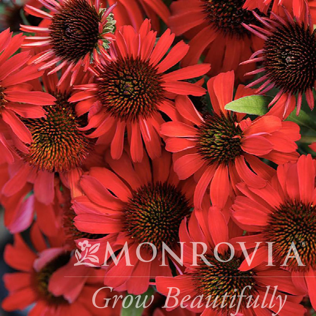 Echinacea 'TNECHPR' ~ Monrovia® Prima™ Ruby Coneflower-ServeScape