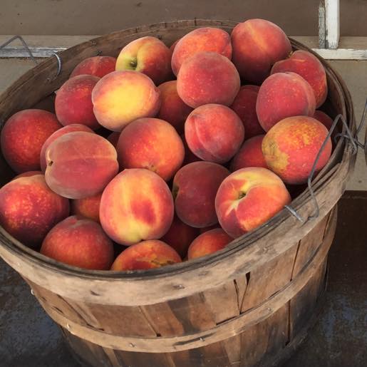 Prunus persica 'Loring' ~ Loring Peach-ServeScape