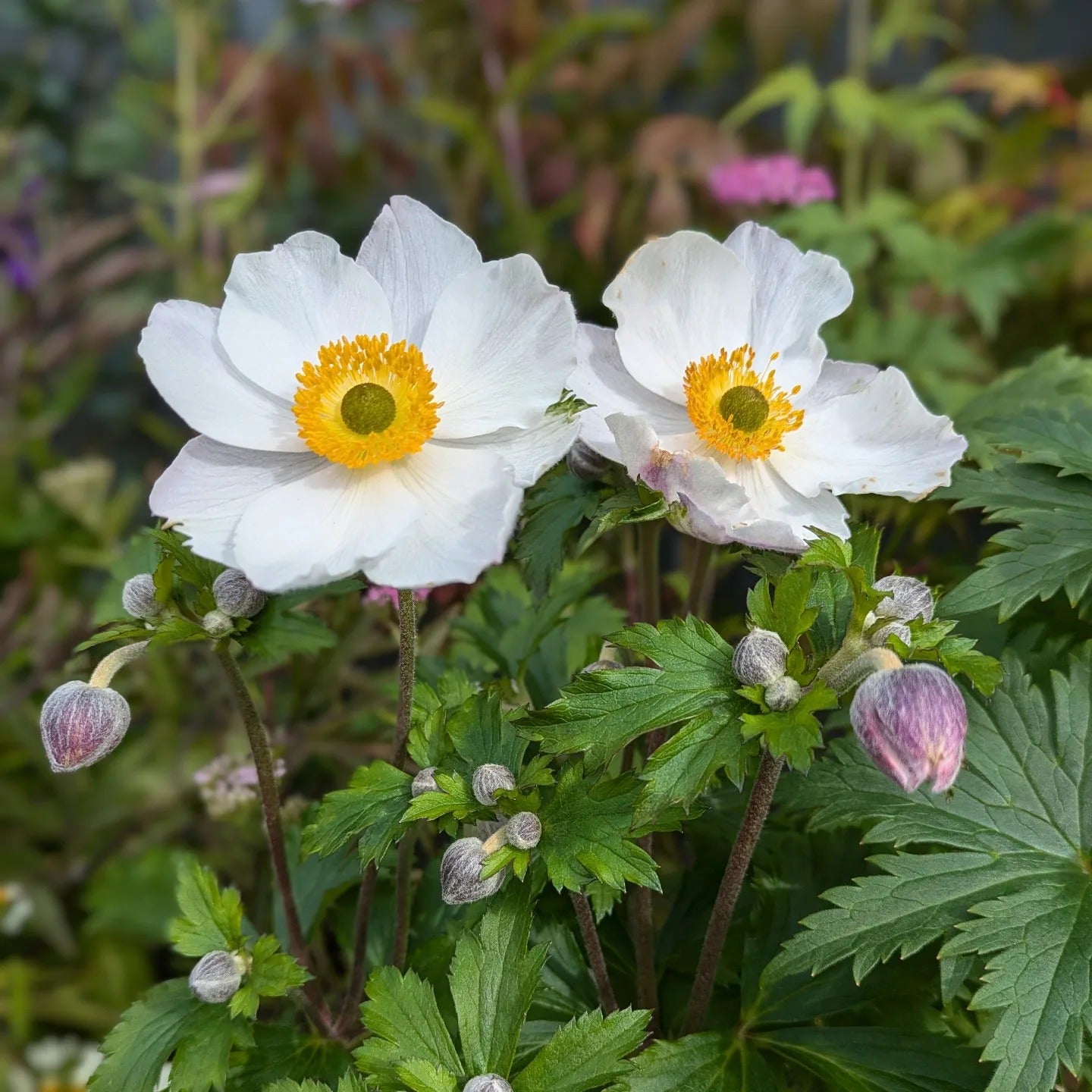 Anemone ‘Macane017 ~ Elfin Swan® Anemone-ServeScape