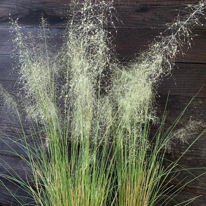 Muhlenbergia capillaris 'White Cloud' ~ White Cloud Muhly Grass-ServeScape