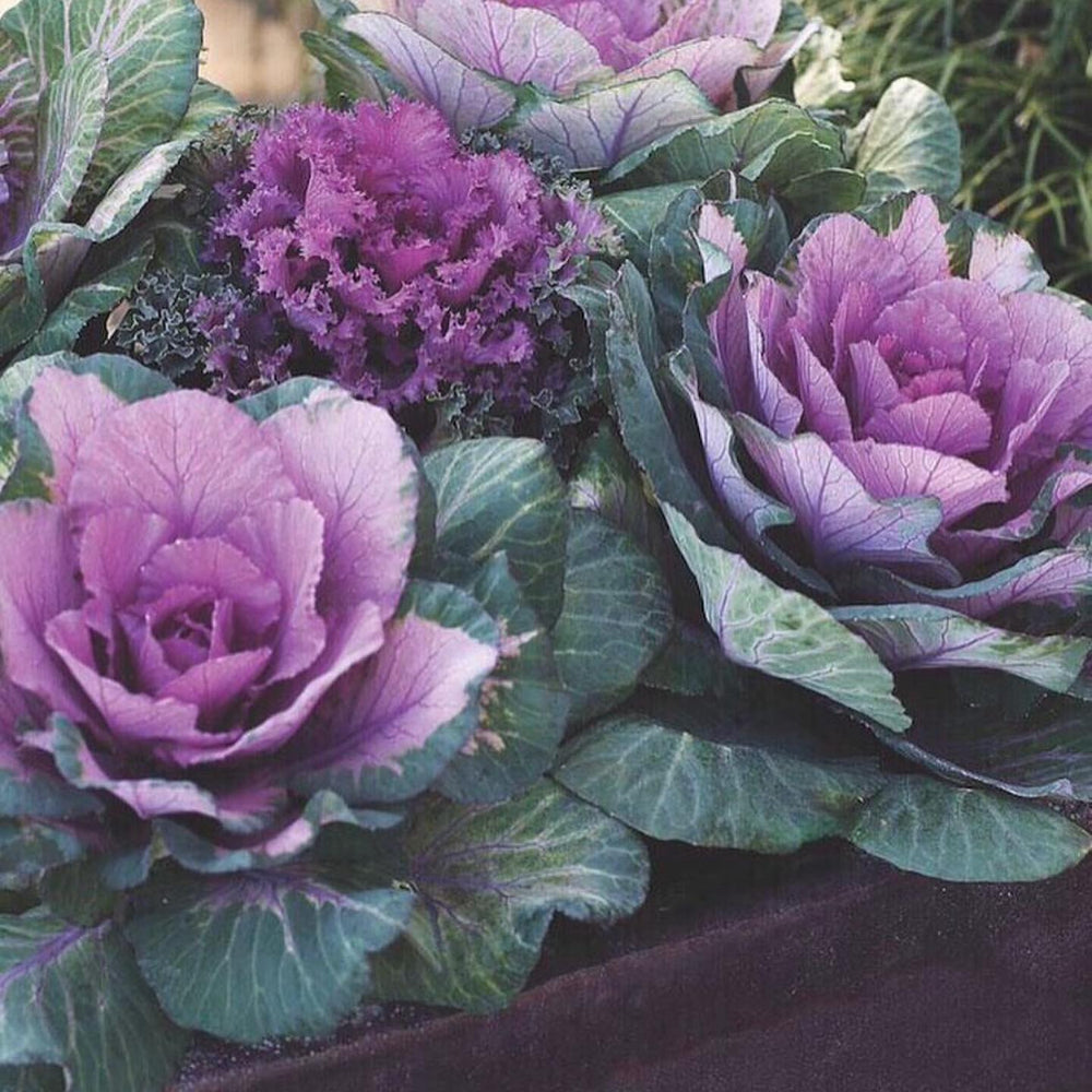 Brassica oleracea (Acephala Group) 'Pigeon Purple' ~ Pigeon Purple Ornamental Cabbage-ServeScape