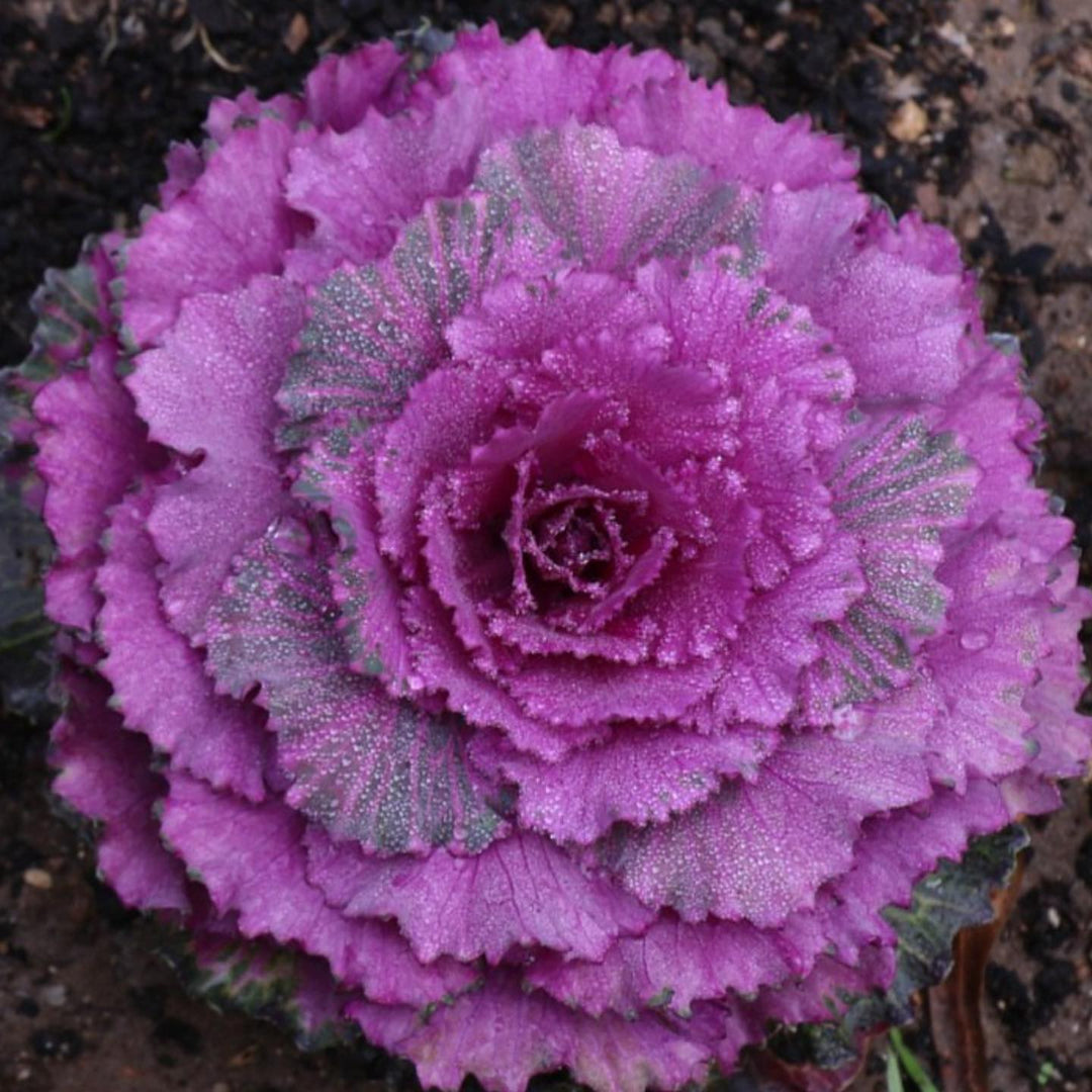 Brassica oleracea (Acephala Group) 'Pigeon Purple' ~ Pigeon Purple Ornamental Cabbage-ServeScape