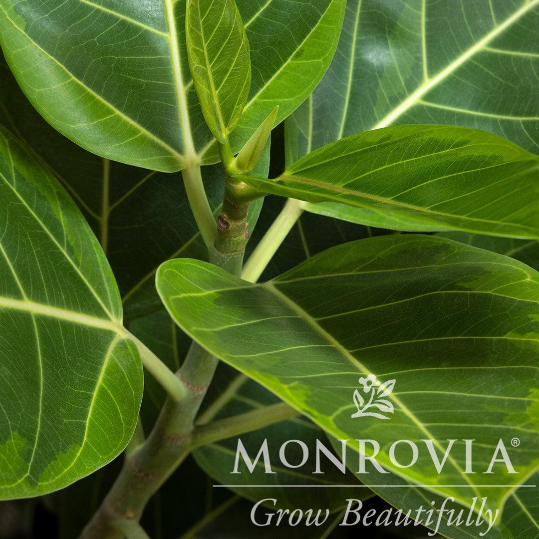 Ficus altissima 'Variegata' ~ Monrovia® Council Tree, Lofty Fig-ServeScape
