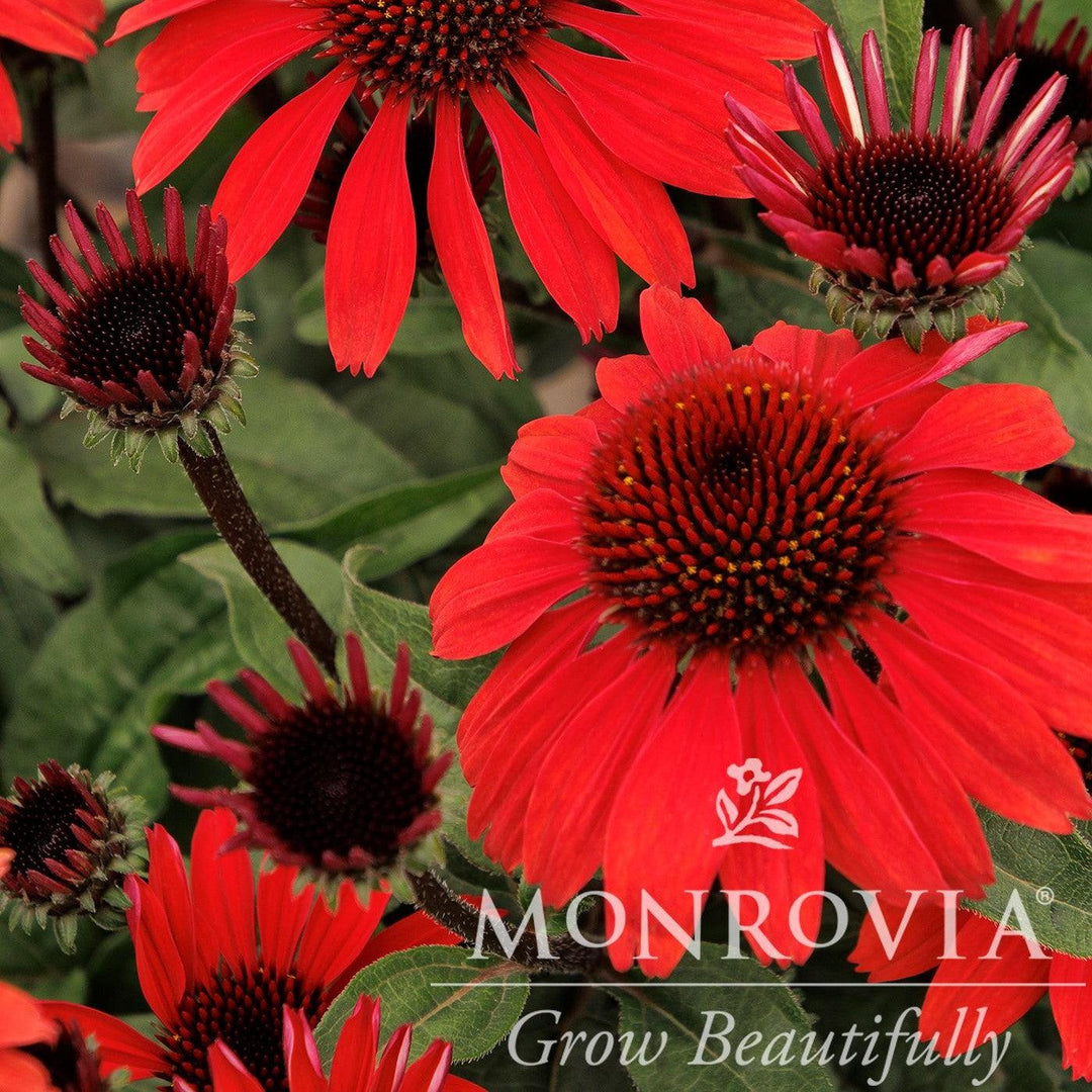 Echinacea 'Panama Red' ~ Monrovia® Panama® Red Coneflower-ServeScape