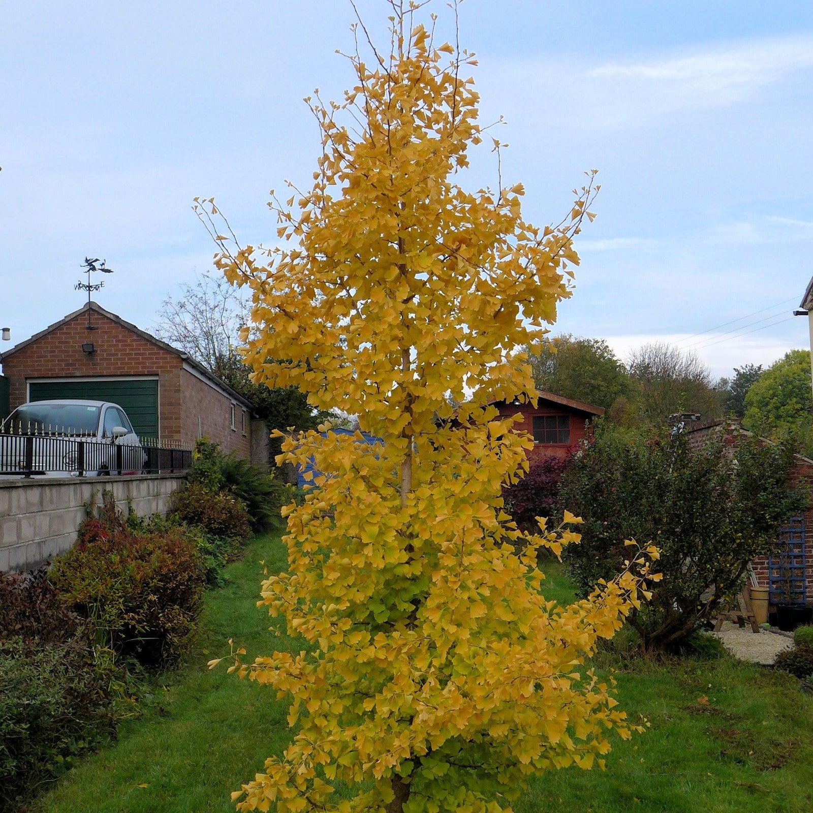 Ginkgo biloba 'Grindstone' ~ Grindstone™ Ginkgo-ServeScape