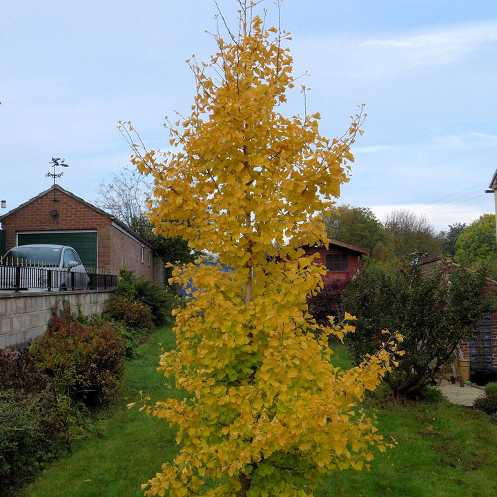 Ginkgo biloba 'Grindstone' ~ Grindstone™ Ginkgo-ServeScape