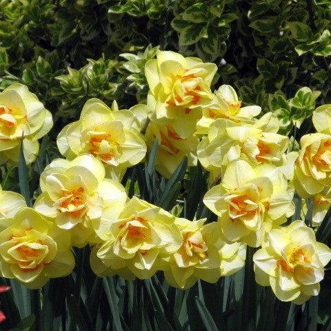 Narcissus pseudonarcissus 'Tahiti' ~ Tahiti Double Daffodil-ServeScape