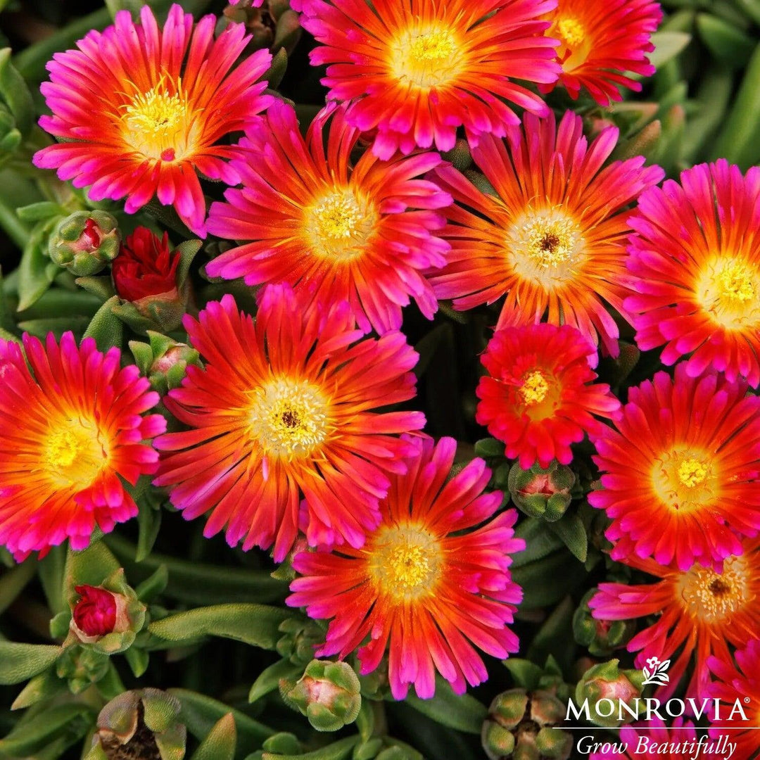 Delosperma hybrida 'T18-7' ~ Monrovia® Ocean Sunset™ Orange Glow Ice Plant-ServeScape