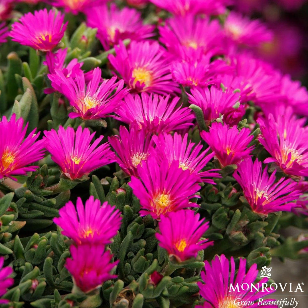 Delosperma hybrida 'T1854' ~ Monrovia® Ocean Sunset™ Violet Ice Plant-ServeScape
