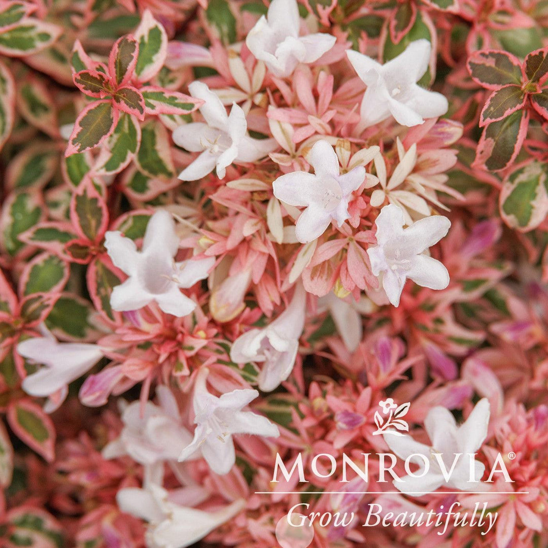 Abelia x grandiflora 'ABL-PII'~ Monrovia® Angel's Blush® Abelia-ServeScape