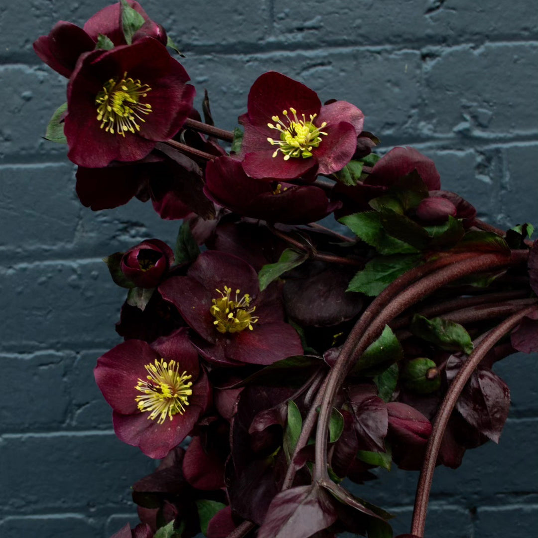 Helleborus x glandorfensis 'Coseh6000' ~ HGC® Ice N' Roses Barolo Lenten Rose-ServeScape