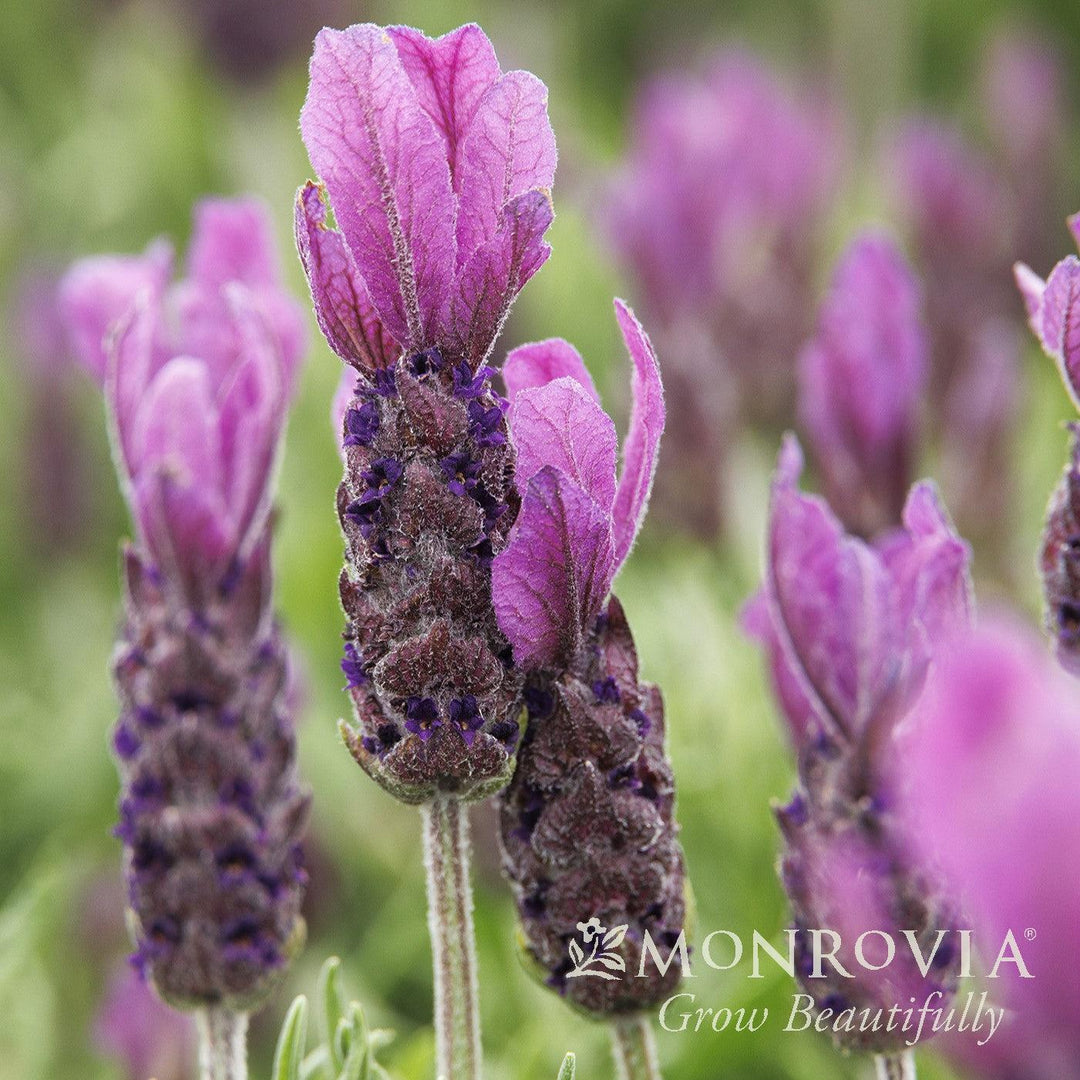 Lavandula stoechas 'Anouk Deluxe 1225' ~ Monrovia® Primavera Spanish Lavender-ServeScape