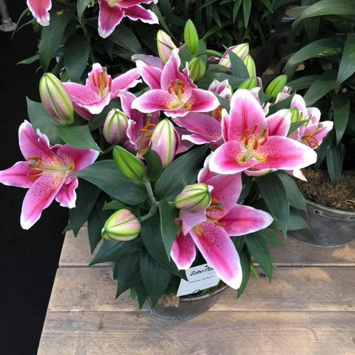 Lilium oriental 'Sunny Robyn' ~ Lily Looks™ Sunny Robyn Oriental Lily-ServeScape