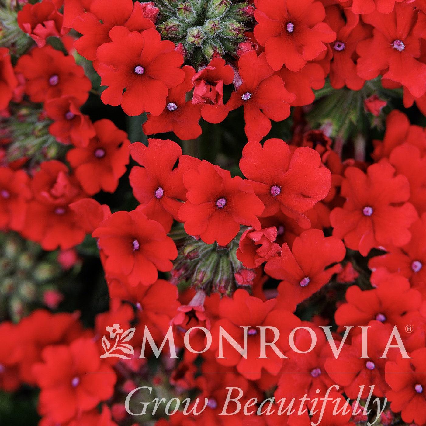 Verbena peruviana 'Balendredim' ~ Monrovia® EnduraScape™ Red Improved Verbena-ServeScape