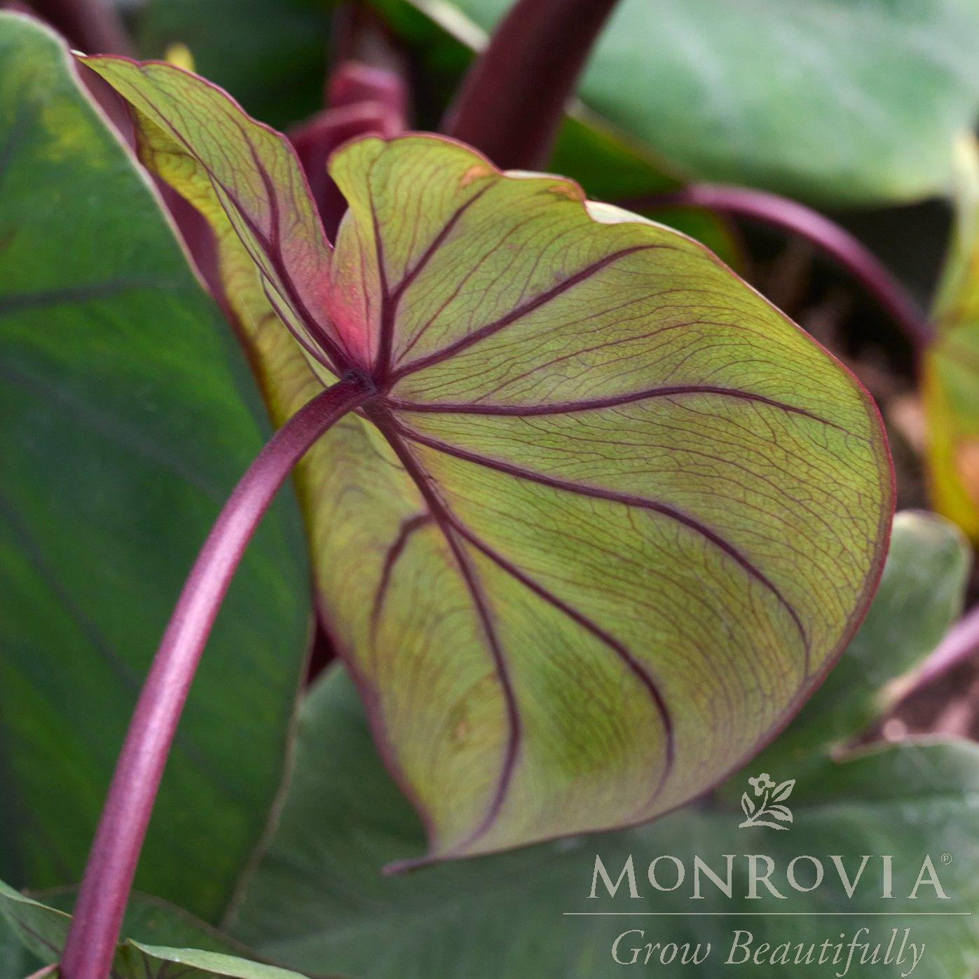 Colocasia esculenta 'Waikiki' ~ Royal Hawaiian® Waikiki Elephant Ear-ServeScape