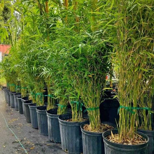 Bambusa multiplex 'Golden Goddess' ~ Golden Goddess Hedge Bamboo-ServeScape