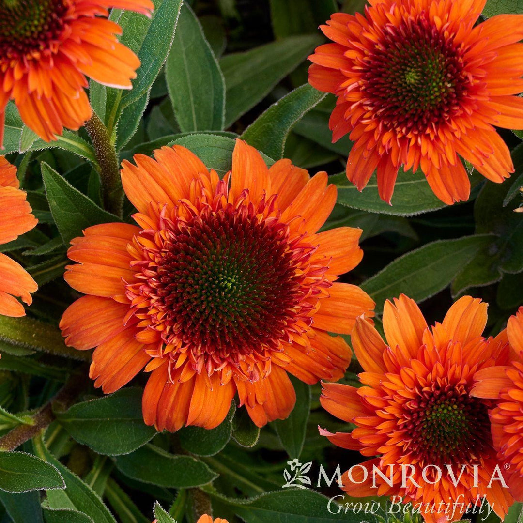 Echinacea x 'Moab Sunset' ~ Monrovia® Moab Sunset Coneflower-ServeScape
