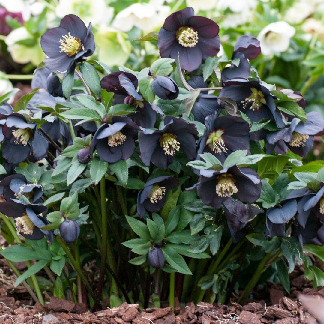 Helleborus 'New York Night' ~ Honeymoon® New York Night-ServeScape