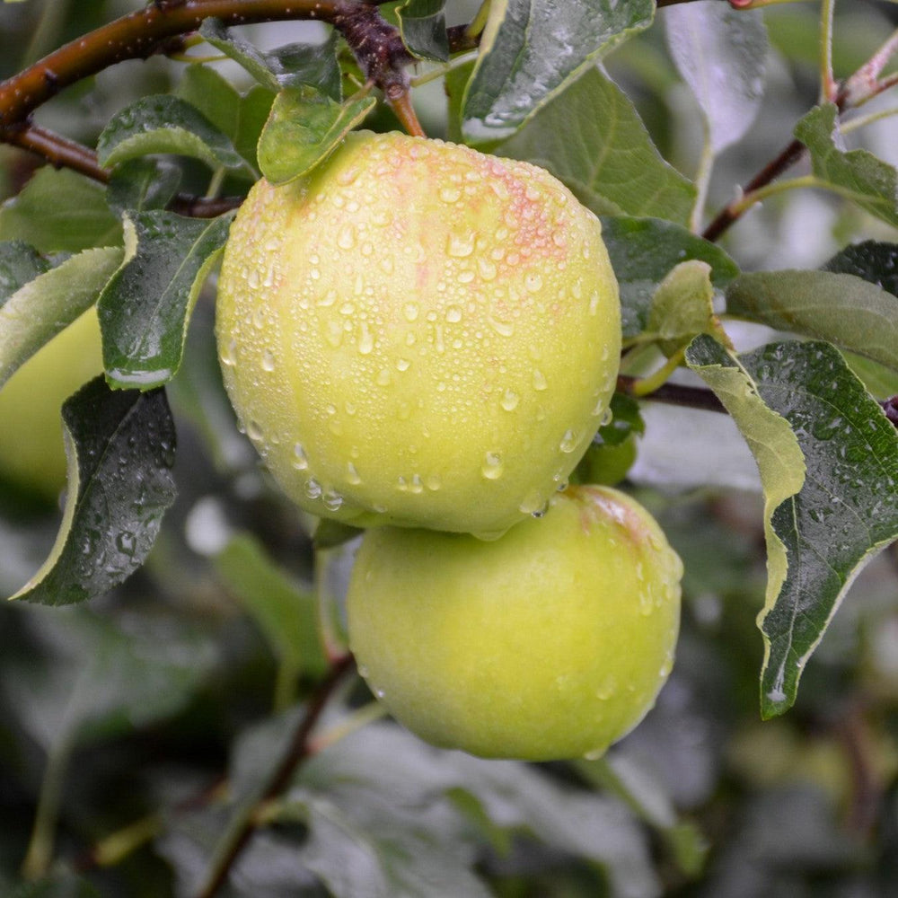 Malus domestica 'Ginger Gold' ~ Ginger Gold Apple-ServeScape