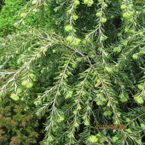 Tsuga canadensis 'Jeddeloh' ~ Jeddeloh Hemlock-ServeScape