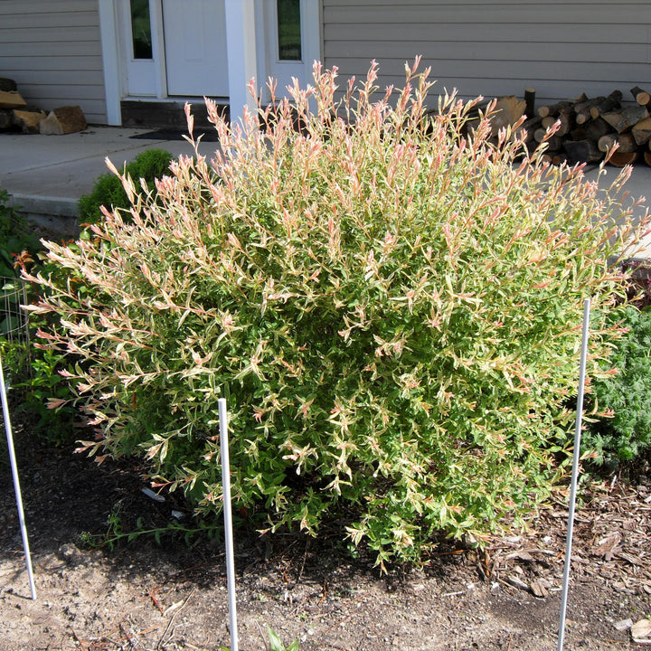 Salix integra 'Flamingo' ~ Flamingo Dappled Willow-ServeScape