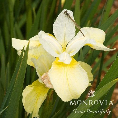 Iris sibirica 'Butter and Sugar' ~ Monrovia® Butter and Sugar Siberian Iris-ServeScape