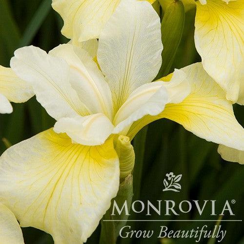 Iris sibirica 'Butter and Sugar' ~ Monrovia® Butter and Sugar Siberian Iris-ServeScape