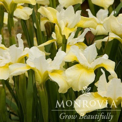 Iris sibirica 'Butter and Sugar' ~ Monrovia® Butter and Sugar Siberian Iris-ServeScape