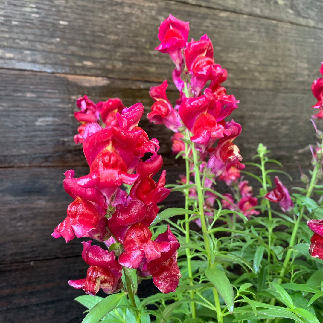 Antirrhinum majus 'Speedy Sonnet Crimson' ~ Speedy Sonnet Crimson Snapdragon-ServeScape