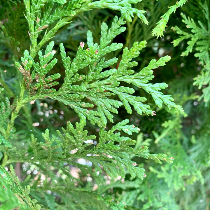 Thuja standishii x plicata 'Green Giant' ~ Green Giant Arborvitae-ServeScape