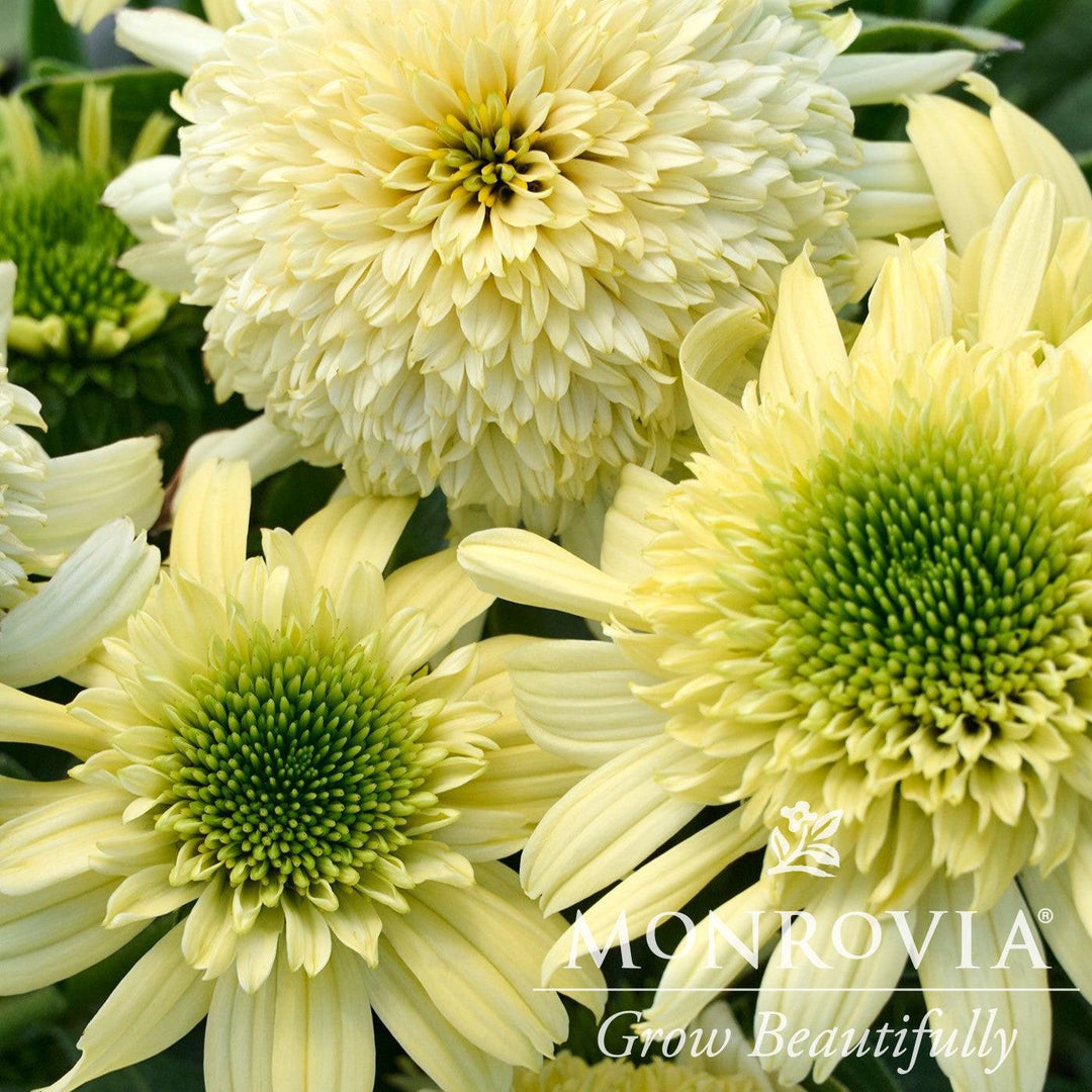 Echinacea 'Sundial Zenith' ~ Monrovia® Sundial Zenith Coneflower-ServeScape