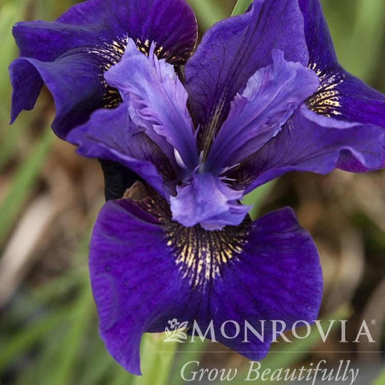 Iris sibirica 'Ruffled Velvet' ~ Monrovia® Ruffled Velvet Siberian Iris-ServeScape