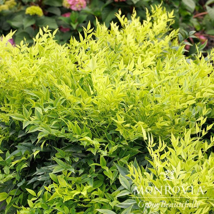 Nandina domestica 'GS 02-21' ~ Monrovia® Limeade® Heavenly Bamboo-ServeScape