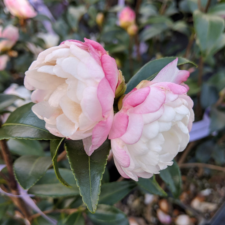 Camellia sasanqua 'Cecilia' ~ Cecilia Camellia-ServeScape