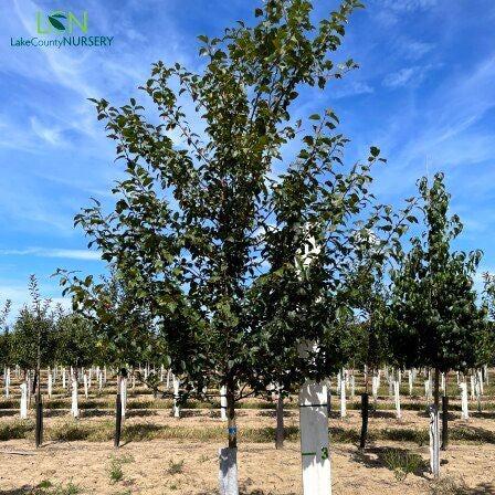 Malus x 'Hargozam' ~ Harvest Gold® Crabapple-ServeScape